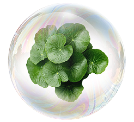 Centella Asiatica extract