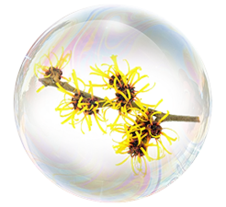 Witch hazel extract 